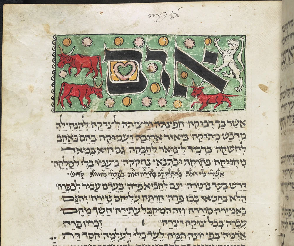 איור פרה אדומה בכתב יד של מחזור מימי הביניים, לשבת פרשת פרה